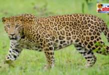 कोकणामध्ये सर्वत्र दिसून येतोय बिबट्याचा वावर, देवरूख-साखरपा मार्गावर बिबट्या मृत अवस्थेत