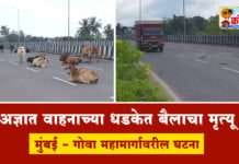 अज्ञात वाहनाच्या धडकेत बैलाचा मृत्यू, मुंबई – गोवा महामार्गावरील घटना