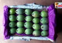 दिपावली पाडव्याच्या मुहूर्तावर सिंधुदुर्गातील मालवण मधून हापूस आंब्याची पहिली पेटी नाशिकला रवाना