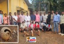 कणकवली येथे खवले मांजराची तस्करी, वनविभागाने आरोपिंना रंगेहात पकडले