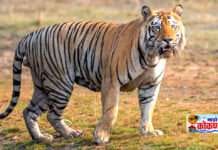 खेड मोहाने, ऐनवली, नानावले पंचक्रोशीत वाघाचा धुमाकूळ! ग्रामस्थ व शेतकरी वर्गामध्ये कमालीची घबराट