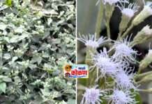 परदेशी रानमोडीचा शेतीला धोका ! रानमोडीमुळे कोकणातील शेतकरी धास्तावला